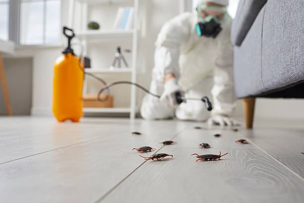 Post-Treatment Bed Bug Interceptor Monitoring in Homer